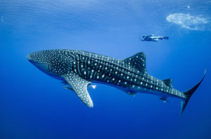 Whale Shark